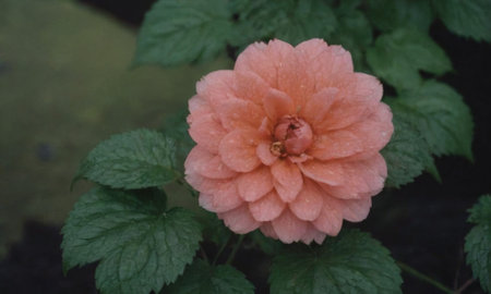 Hibiscus is a genus of flowering plants in the rose family Rosaceae.の写真素材