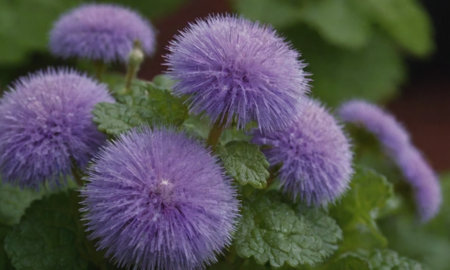 Purple flowers of Burdock (Burdock sanguinea)の写真素材