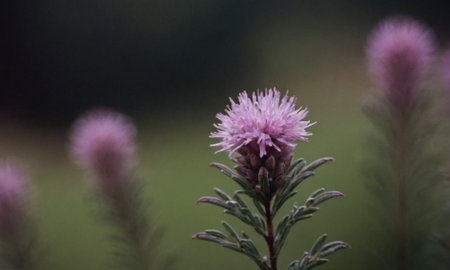 purple flower in the garden with green background, shallow depth of fieldの写真素材
