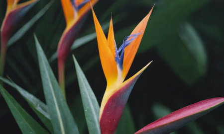 Bird of paradise flower, Strelitzia reginae.の写真素材