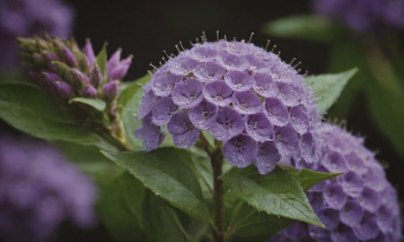 Hydrangea macrophylla, purple flowers with dew dropsの写真素材