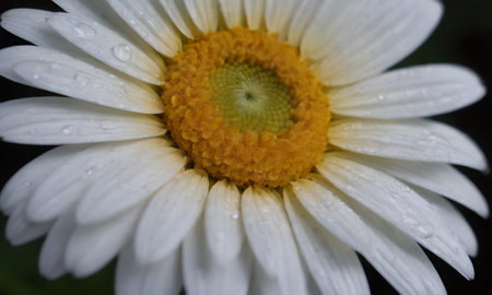 White daisy flower with water drops on petals and yellow centerの写真素材
