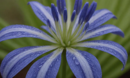 Close-up of blue flower with dew drops on petalsの写真素材