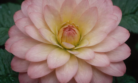pink rose with yellow petals and green leaves, close upの写真素材