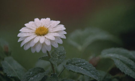 White chrysanthemum with dew drops on petalsの写真素材