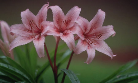 Pink lily flowers with raindrops on petals and green leavesの写真素材