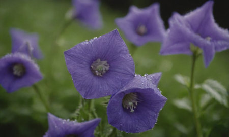 Purple flowers with raindrops on petals and green background.の写真素材