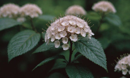 Viburnum opulus, also known as hortensiaの写真素材