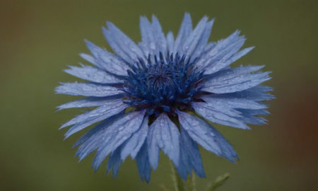 Blue cornflower with water droplets on the petals, close upの写真素材