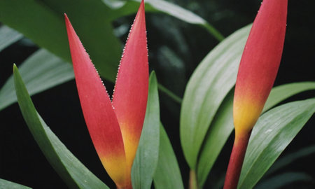 Tropical flower Strelitzia reginae (bird of paradise)の写真素材