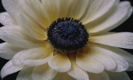 A macro shot of the center of a yellow anemone.の写真素材