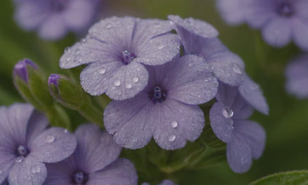 Close up of purple flowers with water droplets. Natural background.の写真素材