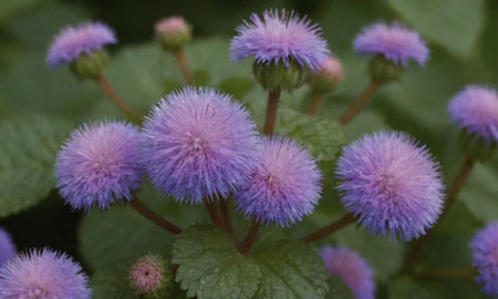 Purple flowers in the garden. Close up. Selective focus.の写真素材