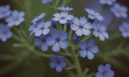 Vintage photo of blue flowers in the garden. Selective focus.の写真素材