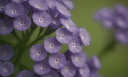 purple flowers on the green background, macro photo, shallow depth of fieldの写真素材