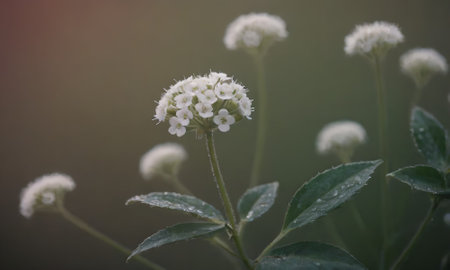 White flowers of buckwheat, buckwheat, buckwheat.の写真素材