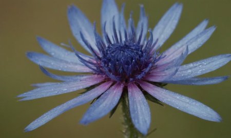 purple cornflower with water drops on the petals close upの写真素材