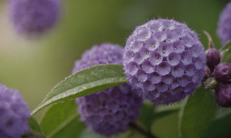 Purple Hydrangea macrophylla blossom in the gardenの写真素材