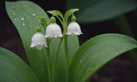 Lily of the valley - Convallaria majalis in the rainの写真素材