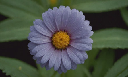 Purple daisy flower with water drops on petals and green leavesの写真素材