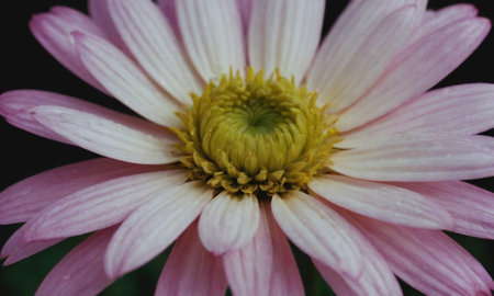 pink chrysanthemum flower close up on dark backgroundの写真素材
