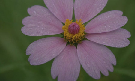 Cosmos flower with raindrops on petals, close-upの写真素材
