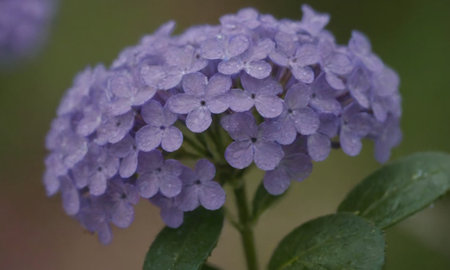 Purple hydrangea flower with water drops on petalsの写真素材