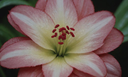 Pink lily with yellow stamens and red stamensの写真素材