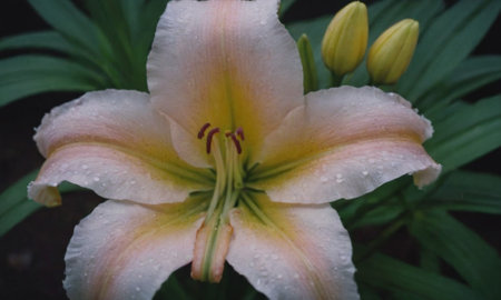 Beautiful lily flower in the garden with raindrops on the petalsの写真素材