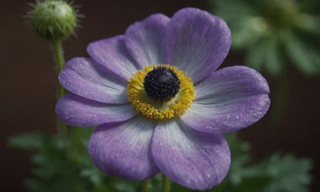 Purple anemone flower with raindrops on petals.の写真素材