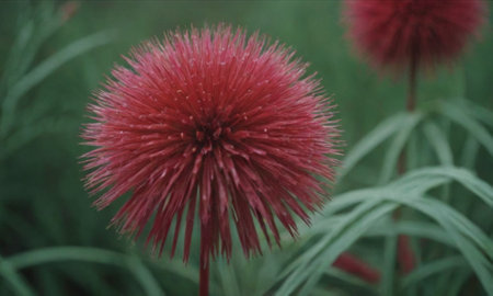 Red flower in the garden. Red flower in the garden. Red flowerの写真素材