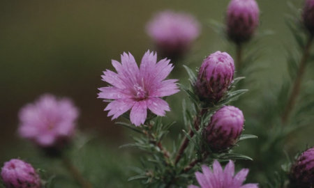 Pink flowers on a green background. Shallow depth of field.の写真素材