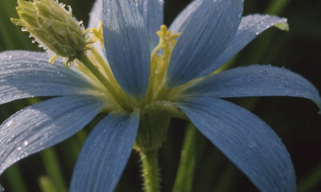 Close up of a blue flower with raindrops on the petalsの写真素材