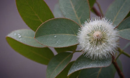 Eucalyptus leaves with water droplets on the topの写真素材