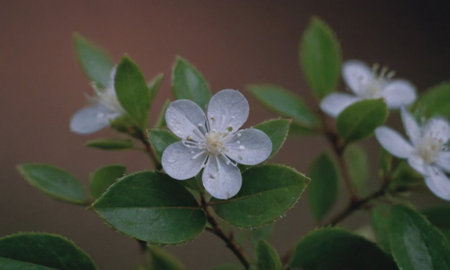Flowering bush with small white flowers on a dark brown backgroundの写真素材