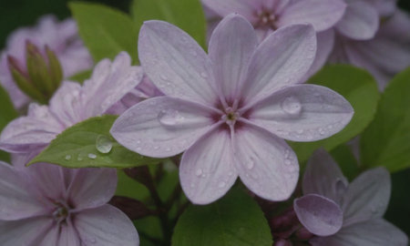 Purple flowers with raindrops on the petals, close-upの写真素材