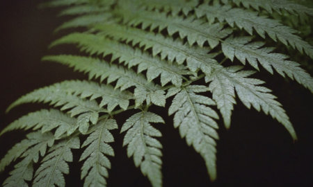 Fern leaves in the forest, close up. Natural background.の写真素材