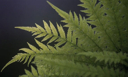 Green leaves of fern on a dark background, close-upの写真素材