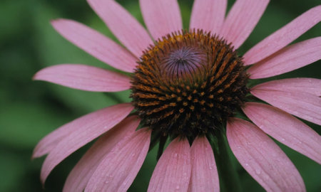 Echinacea purpurea, coneflower, close upの写真素材