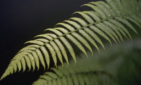 Fern leaf in the forest, close-up of a fern leafの写真素材