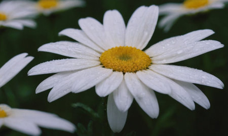 White daisies with raindrops on a green meadow.の写真素材