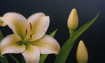 White lily with water drops on the petals on a dark backgroundの写真素材