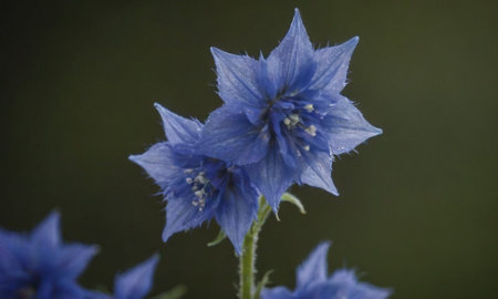 Flower of a blue bellflower (Centaurea)
