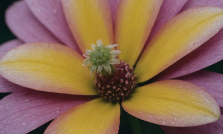 pink and yellow flower with raindrops on petals close upの写真素材