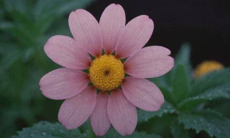 pink daisy flower with green leaf background in the garden.の写真素材