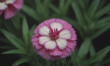 Dianthus chinensis (Dianthus chinensis) flowerの写真素材