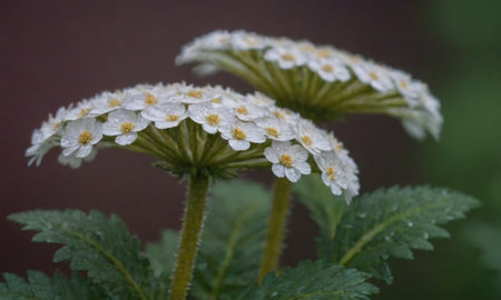 Achillea millefolium, also known as common yarrowの写真素材