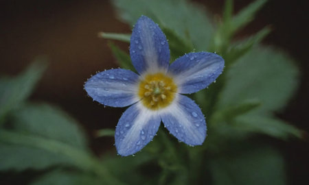 Close up of a blue flower with water droplets on the petalsの写真素材