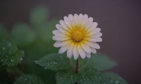 Chrysanthemum flower in the garden after the rain.の写真素材