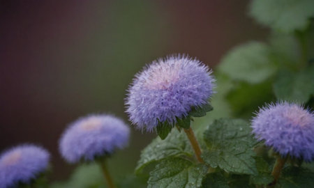 purple flowers in the garden, shallow depth of field, macroの写真素材